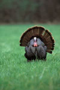 California DFW: Offers One-day Turkey Hunting Clinic in February