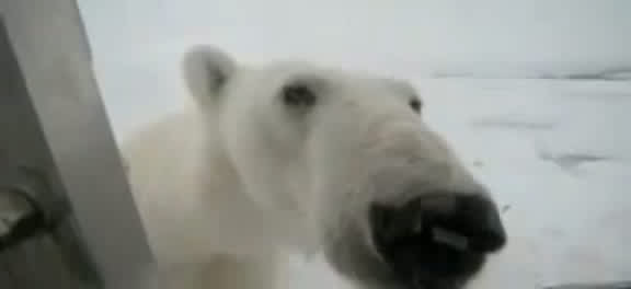 Video: Polar Bear Pursues Cameraman During Filming of TV Series
