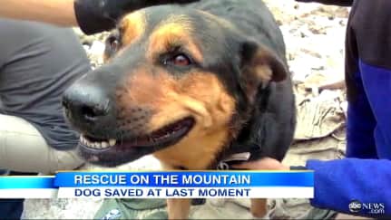 Hiker Who Left Dog Stranded on Mountain Sentenced to Community Service