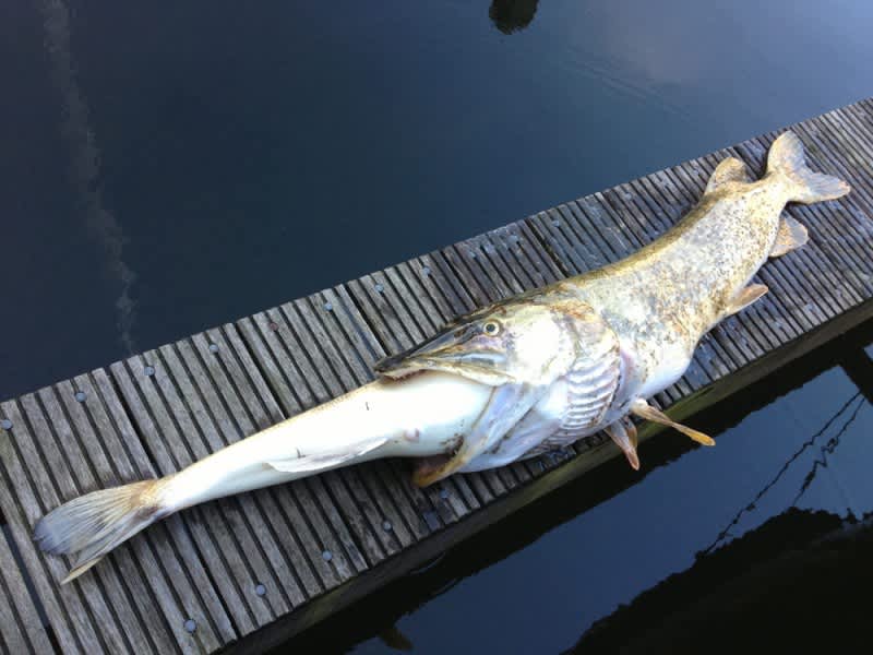 Over-Ambitious Pike Swallows a Fish Nearly its Own Size With Fatal Results