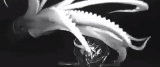 Video: Giant Squid Finally Revealed