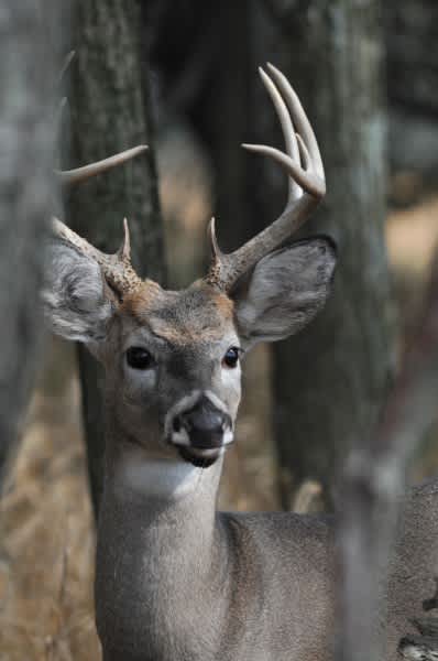 Kentucky Afield Outdoors: Record Harvest for 2012-13 Deer Season in Kentucky