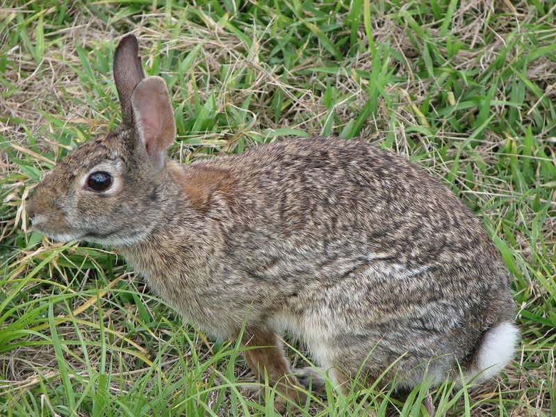 Rabbit Hunters Take Note: Steps to Avoid Tularemia