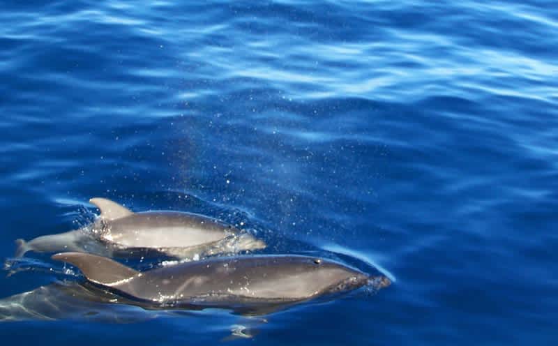 Dolphins Call Each Other by Name, New Study Shows