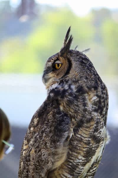Why Don’t Owls Get Whiplash? Scientists Have Found the Answer