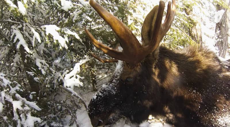 Minnesota Moose Hunting Halted Indefinitely as Population Decline Continues