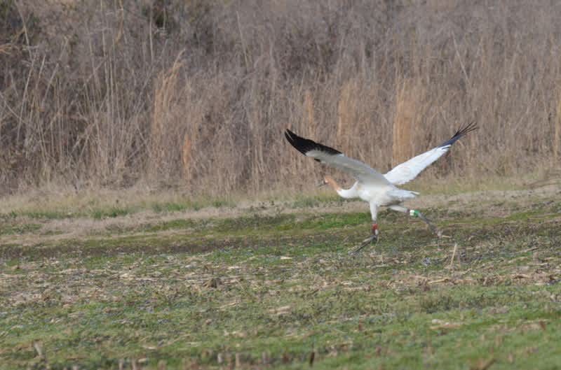 Injured Whooping Crane Released Back into the Wild at Hiwassee State Wildlife Refuge in Meigs County, Tennessee