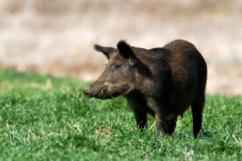 Feral Swine and Brucellosis: How Hunters Can Minimize Risk