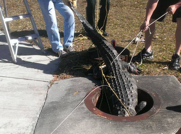 Gators in the Sewer Not Just a Myth: 8-footer Removed from Florida Storm Drain