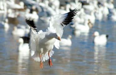 Light Goose Conservation Order Provides Late-season Hunting in Kansas
