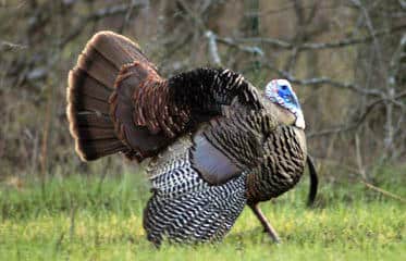 Kansas’ Melvern Wildlife Area Hosting 1st Annual Spring Turkey Hunt