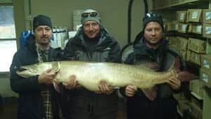 Michigan State Record Great Lakes Muskellunge Now Listed as World Record