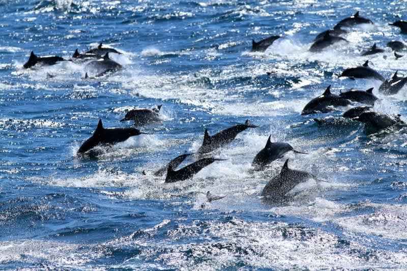 Video: 100,000 Dolphin “Stampede”
