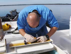 Florida Research Helps Determine Harvest Limit for Black Crappie in Lake Griffin