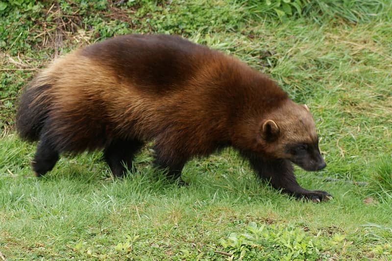 Officials Propose Endangered Species Act Listing for Wolverines