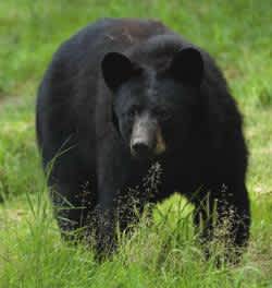 Reminder: Montana Requires ID Course for Bear Hunters