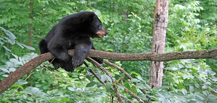 Illegal Trafficking of Black Bears Stopped in Wisconsin’s North Woods