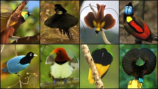 Science, Beauty Converge in New Birds-of-paradise Website