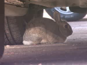 Rabbits on Crime Spree at Denver International Airport