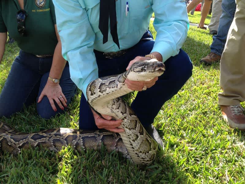 Florida Python Challenge’s Largest Snake Released