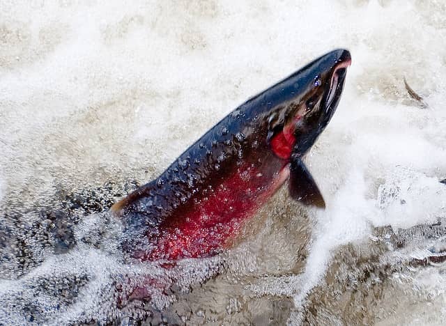 How Wild Salmon Find Their Way Home