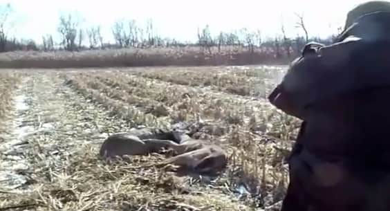 Video: Officer Saves Antler-locked Deer by Shooting Rack