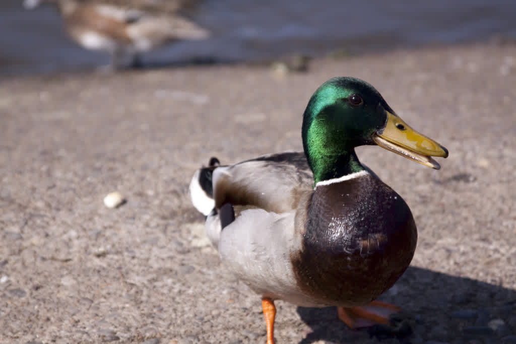 Bread Deforms Ducks: Angel Wing Syndrome