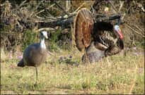 Leftover WMA Turkey Hunting Permits to Go on Sale Mar. 4