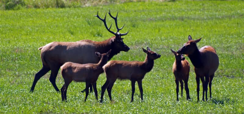 The Yakima Elk Herd: 100 Years of a Hunting Legacy