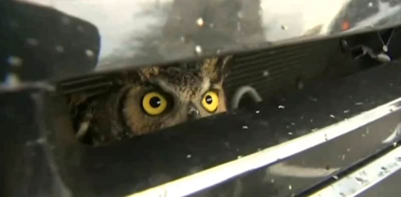 Florida Owl Survives Car Impact, Hitches on for 100-mile Ride