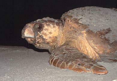4,623 Sea Turtle Nests Reported for South Carolina 2012 Season