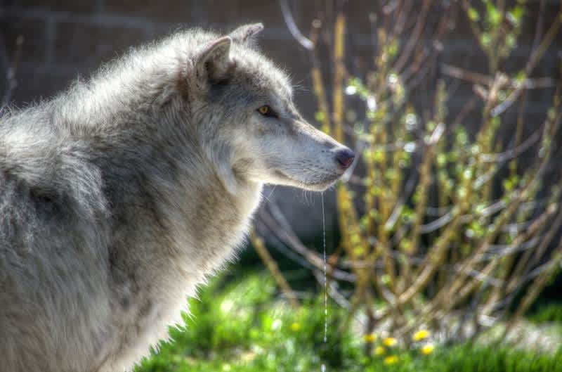 Montana FWP to Abandon Yellowstone Wolf Hunting Limits