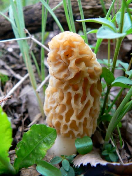 Video Guide to Finding Morel Mushrooms