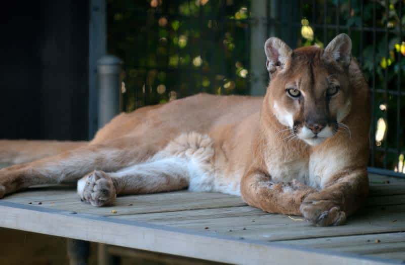First-time Shooter Saves Family Dog from Mountain Lion