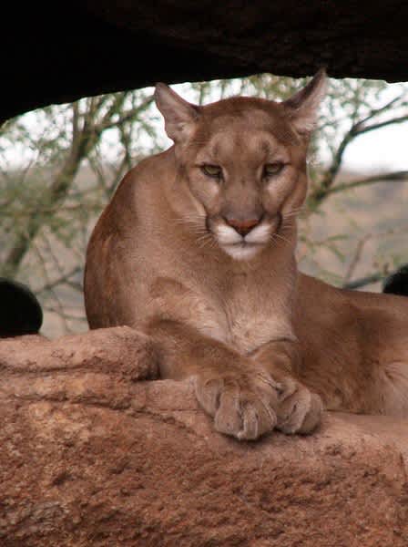 Hiker Describes Hour-long Stare Down with Mountain Lion