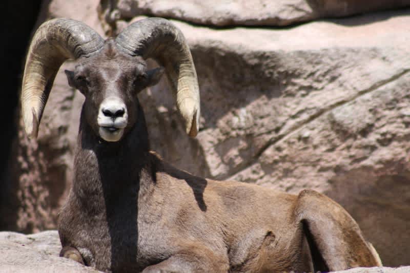Canadian Hunter Pays Record $275,000 for Bighorn Sheep Permit