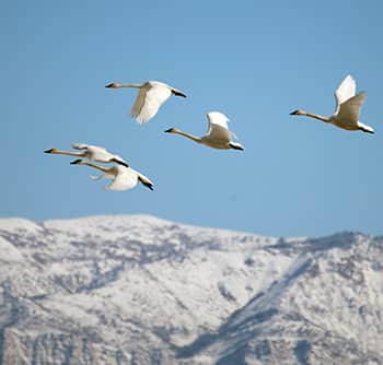 See Hundreds of Tundra Swans in Utah
