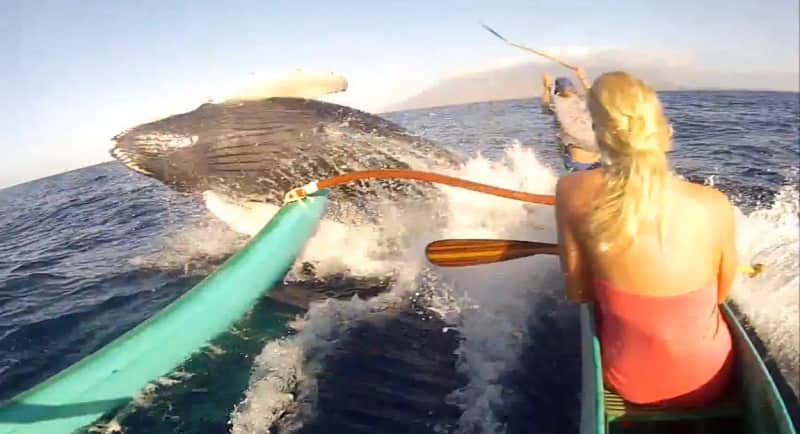 Video: Whale Blindsides Canoe off Maui Beach