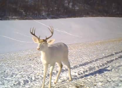 Video: White Deer Surprised by Its Own Shed Antlers