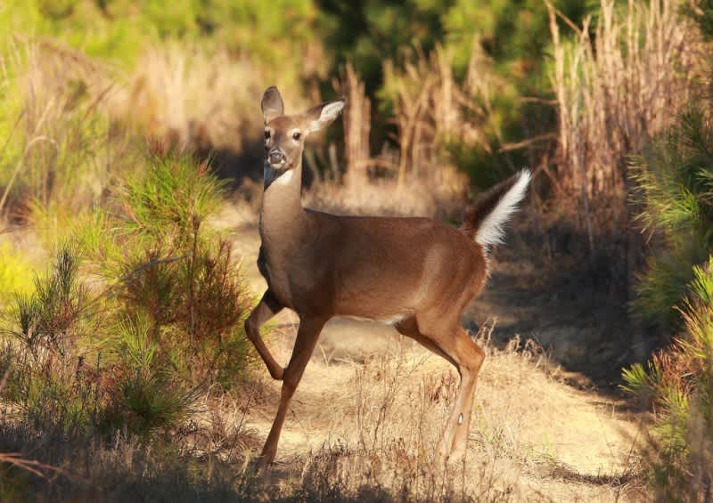 Washington Department of Fish and Wildlife Attempt Rescue of Whitetail Herd