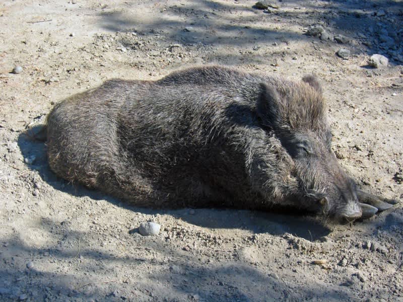 Pennsylvania Could See the End of Reserve Boar Hunting