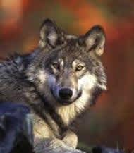 Wisconsin DNR Secretary Comments on HSUS Wolf Lawsuit
