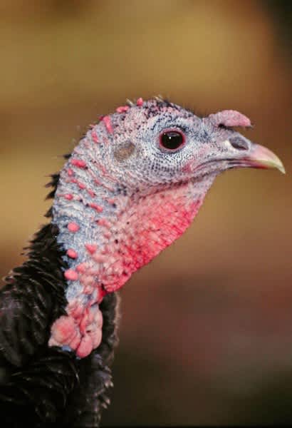 Turkey Hunting: Call Softly and Sit Long with Tracy Groves