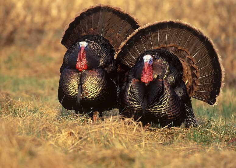Tackling a Turkey Jinx — Broadheads