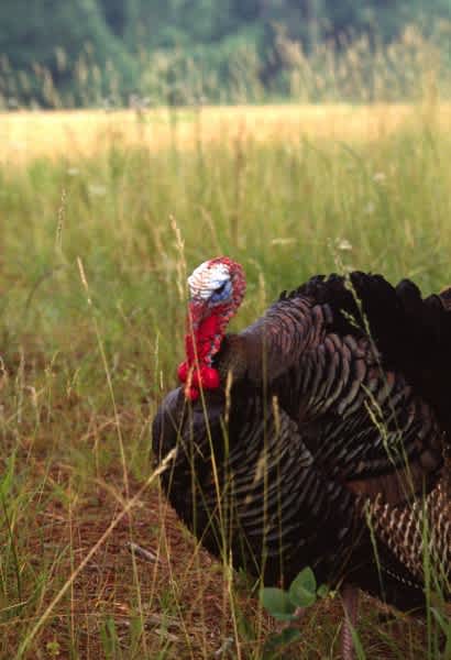 If You Hoot, You Lose with Public Land Gobblers