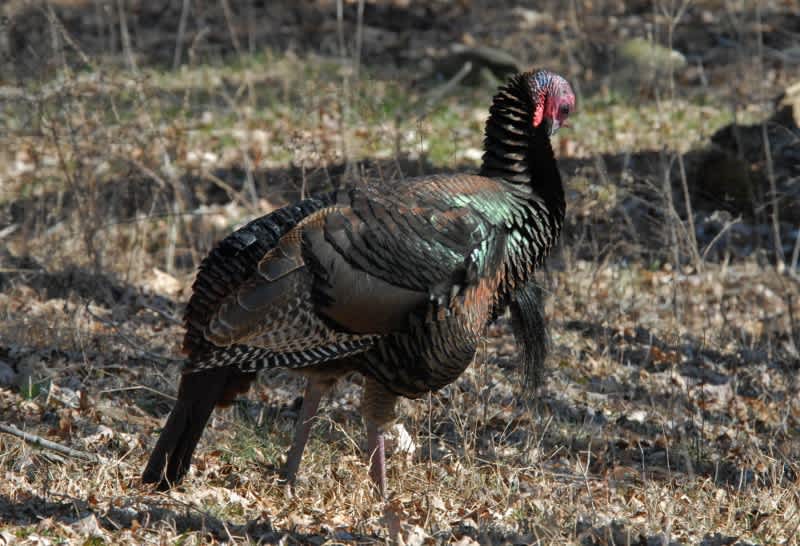 Know How to Transitional Turkey Hunt for More Success with Tracy Groves