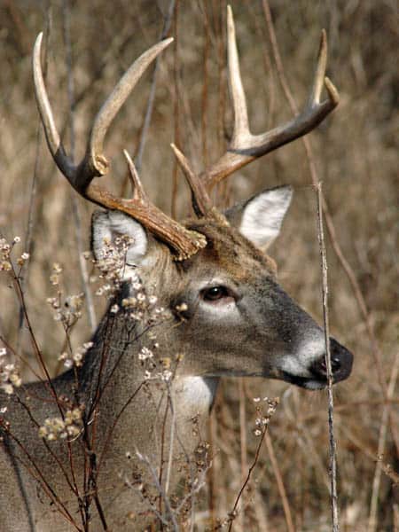 Using Bowhunting as a Deer Management Tool