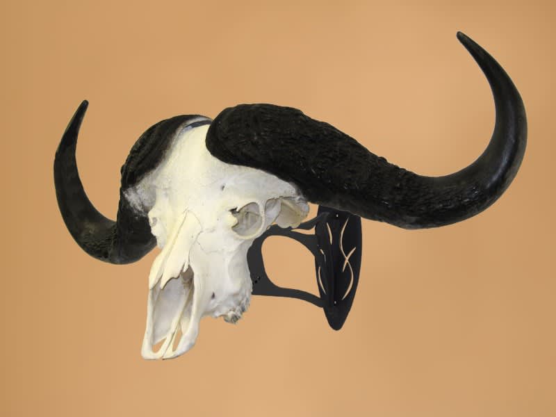 Enhance Your Cape Buffalo with SkullHooker