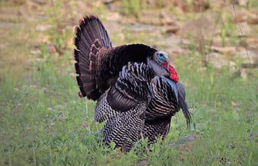 Arrival of Spring Puts Kansas Turkey Hunting Back in Full Strut