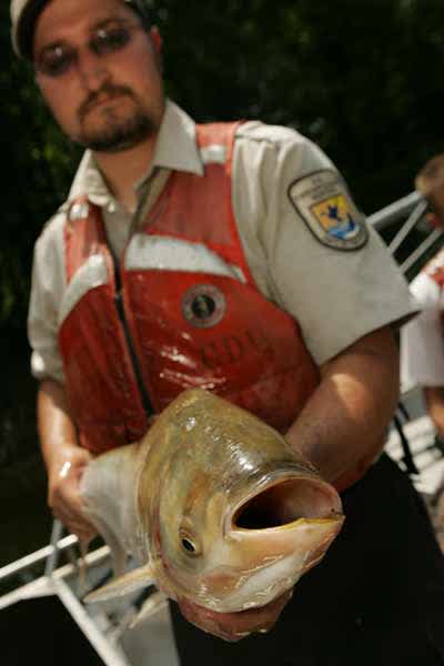 Asian Carp More Adaptable Than Experts Previously Thought